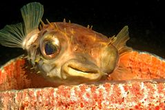 Igelfisch, Lembeh Strait, Nord-Sulawesi/Indonesien