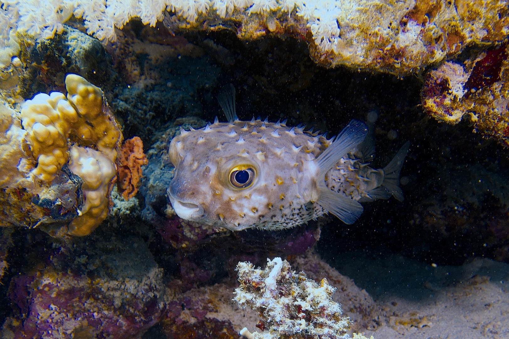 Igelfisch "Rotes Meer"