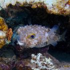 Igelfisch "Rotes Meer"