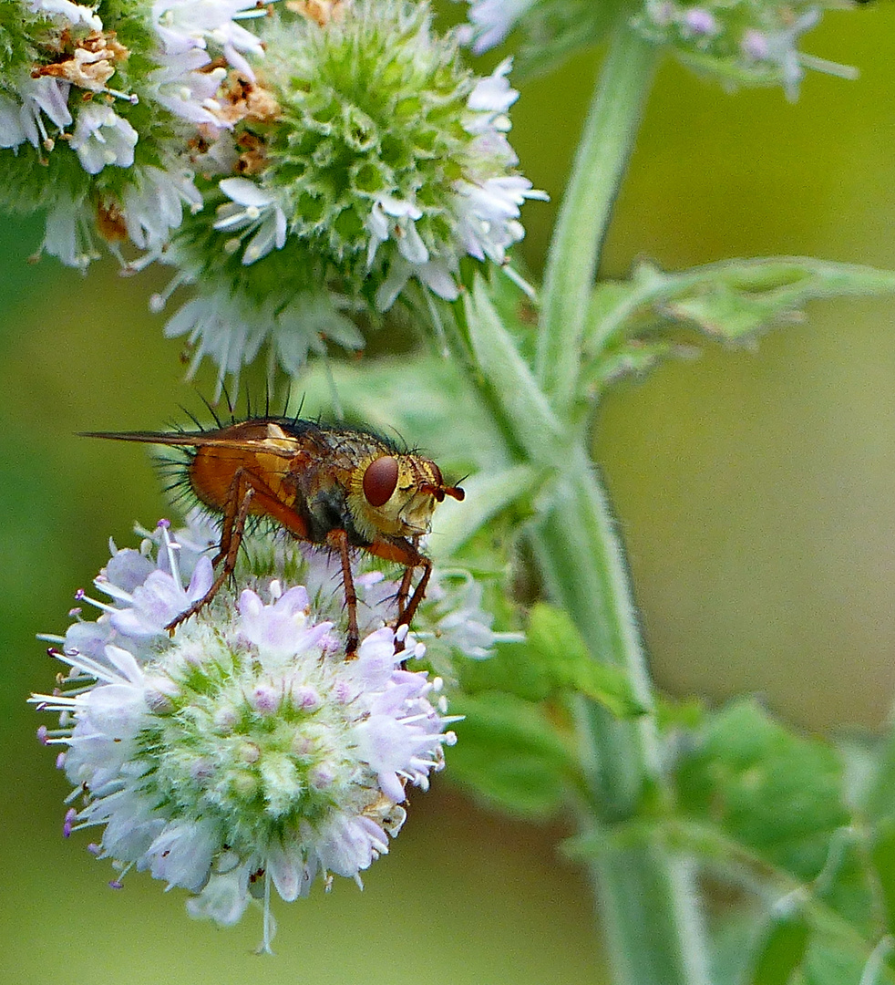 Igelfliege 1 Foto &amp; Bild tiere, wildlife, insekten