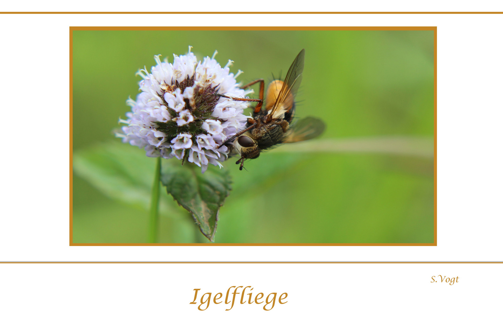 Igelfliege