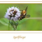 Igelfliege