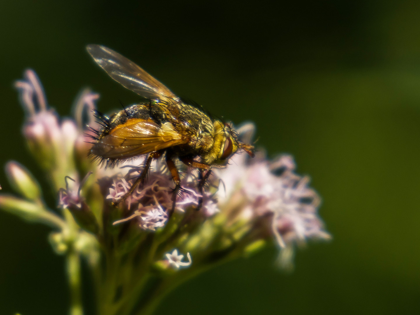 Igelfliege am Wasserdost