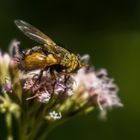 Igelfliege am Wasserdost