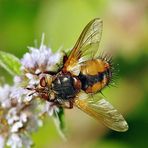 Igelfliege auf Ackerminze.