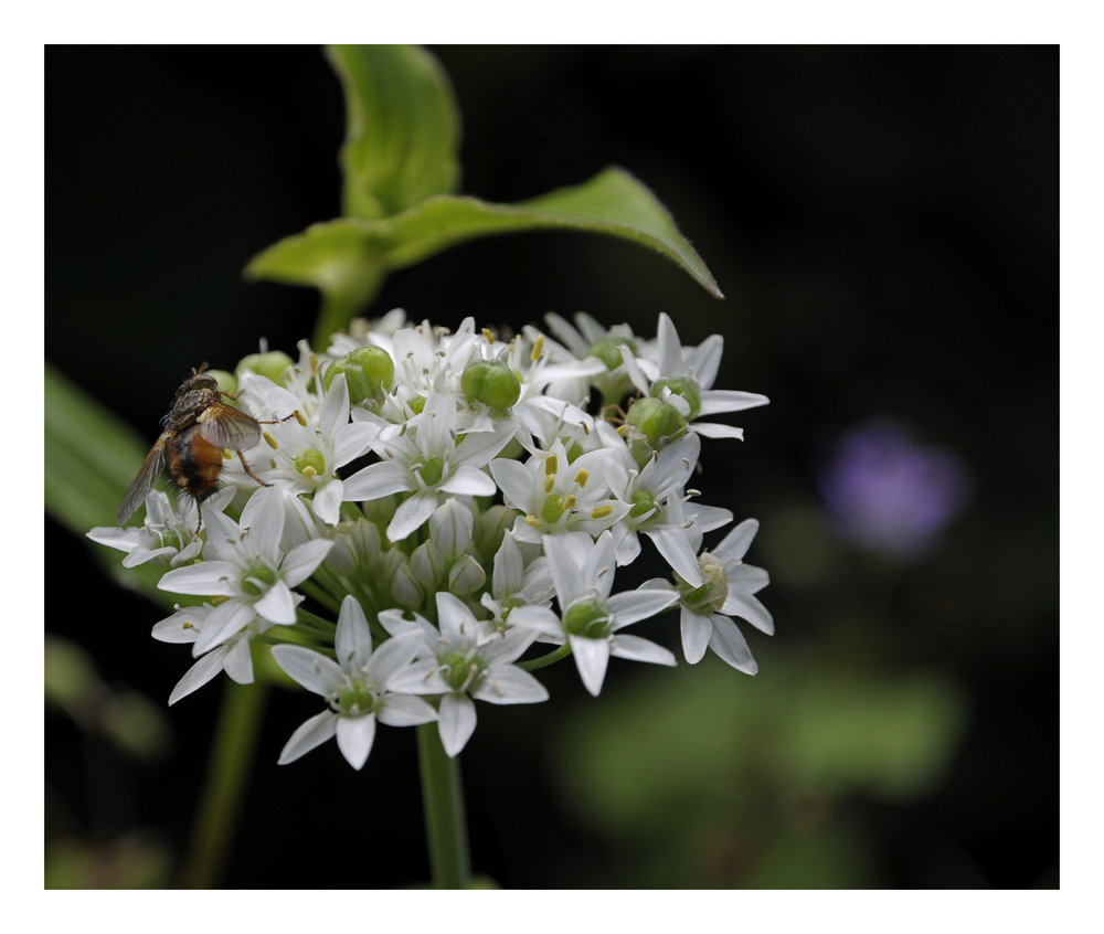 Igelfliege auf Allium tuberosum (Knoblauch-Schnittlauch)