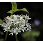 Igelfliege auf Allium tuberosum (Knoblauch-Schnittlauch)