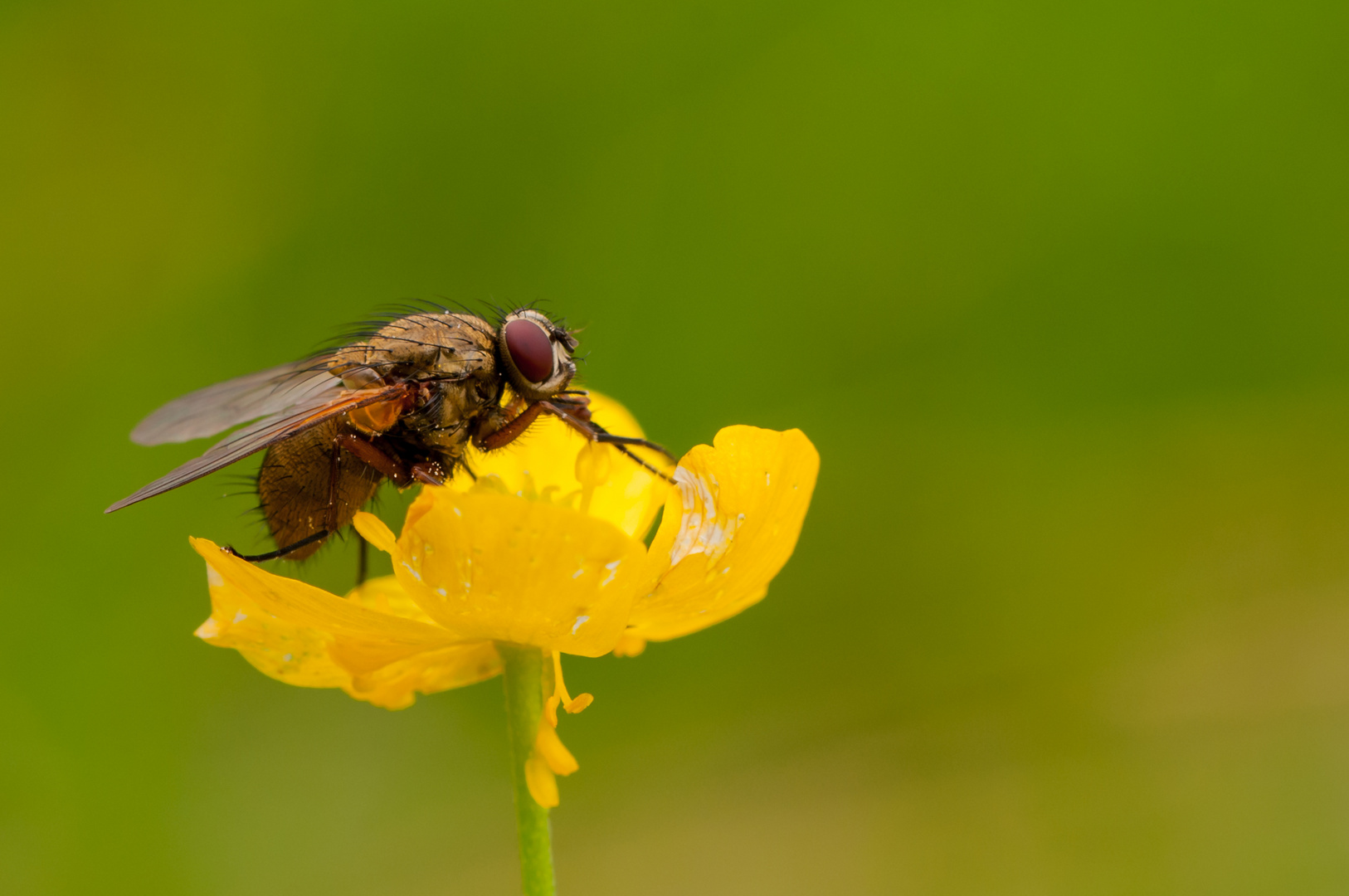 Igelfliege auf Butterblume