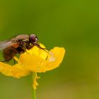 Igelfliege auf Butterblume