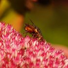 Igelfliege auf der Blüte der Fetthenne...