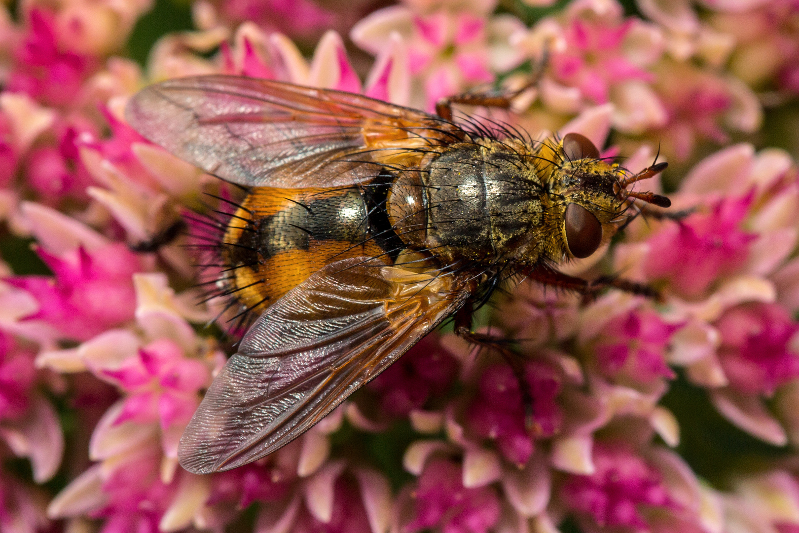 Igelfliege auf Fetthenne