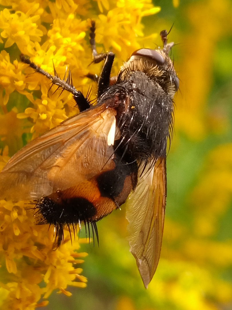 Igelfliege auf Goldrute