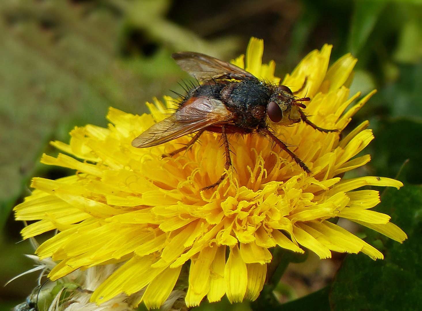 Igelfliege auf Löwenzahn