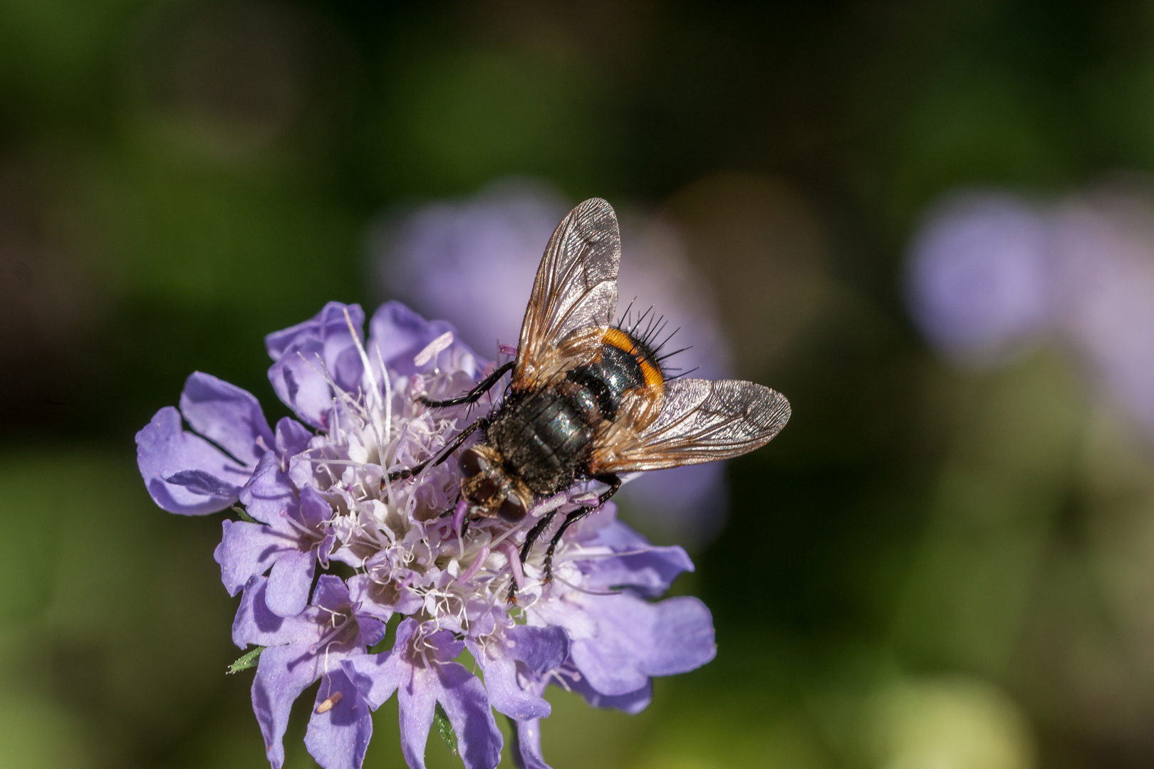 Igelfliege auf Scabiose-7041