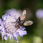 Igelfliege auf Scabiose 