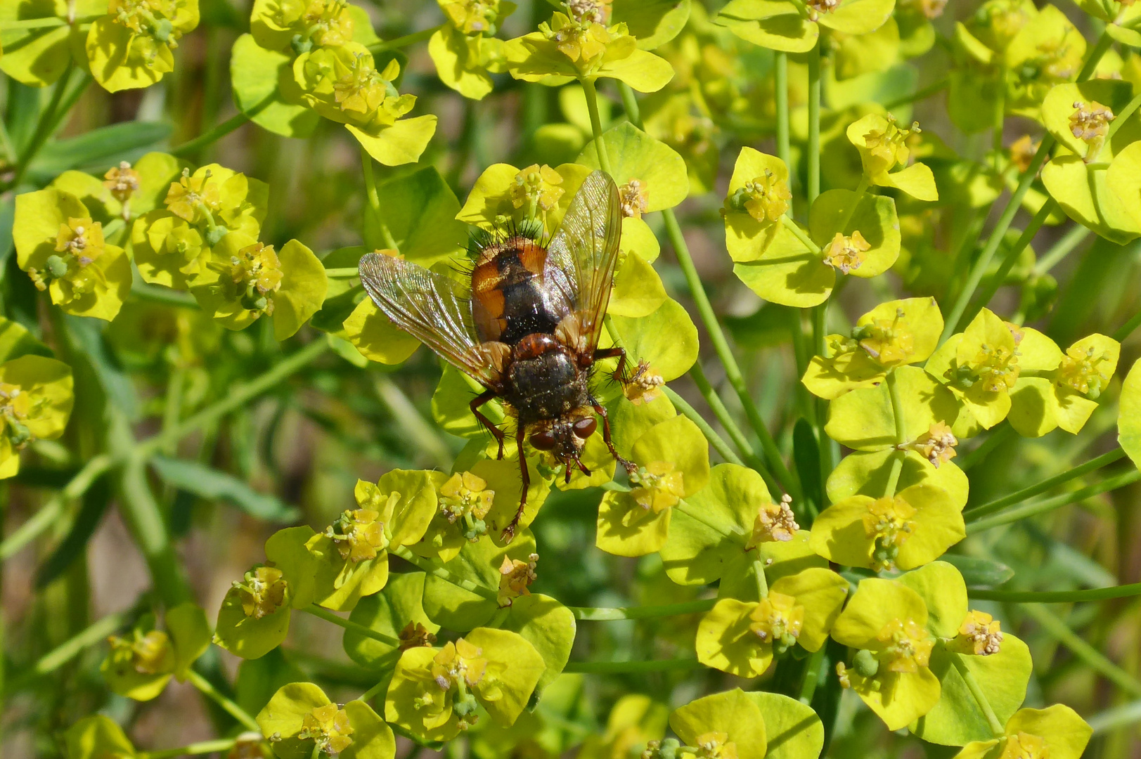 Igelfliege auf Wolfsmilch