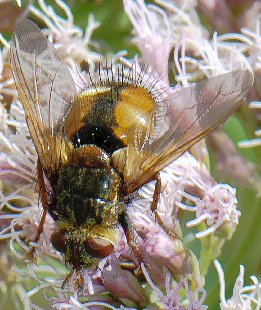 igelfliege Foto &amp; Bild natur, insekten, motive Bilder