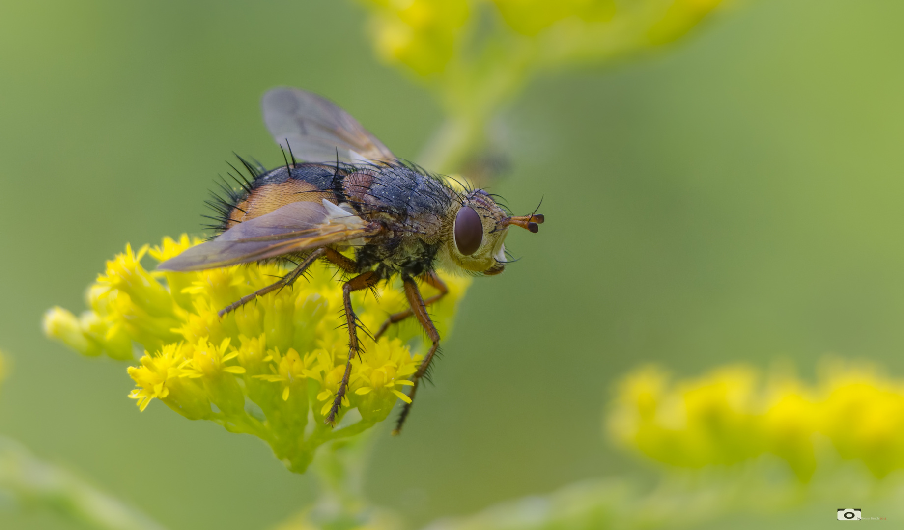 Igelfliege - Echinomyia fera