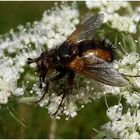 Igelfliege (Echinomyia fera)