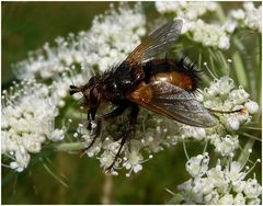 Igelfliege (Echinomyia fera)