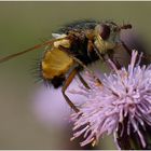 Igelfliege (Echinomyia fera)