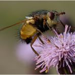 Igelfliege (Echinomyia fera)