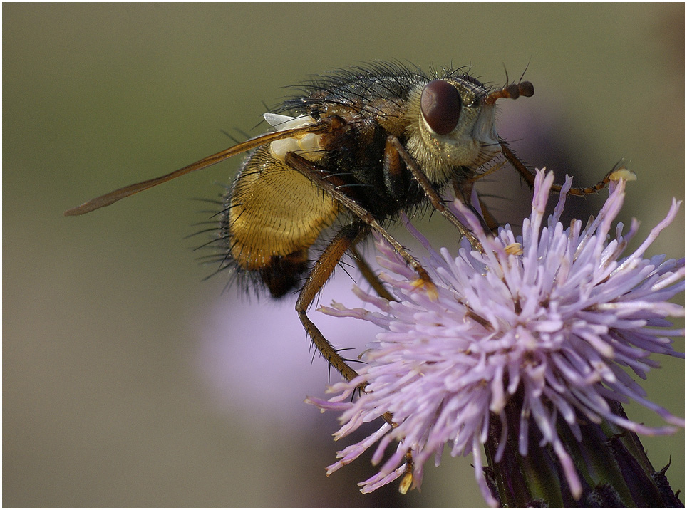 Igelfliege (Echinomyia fera)