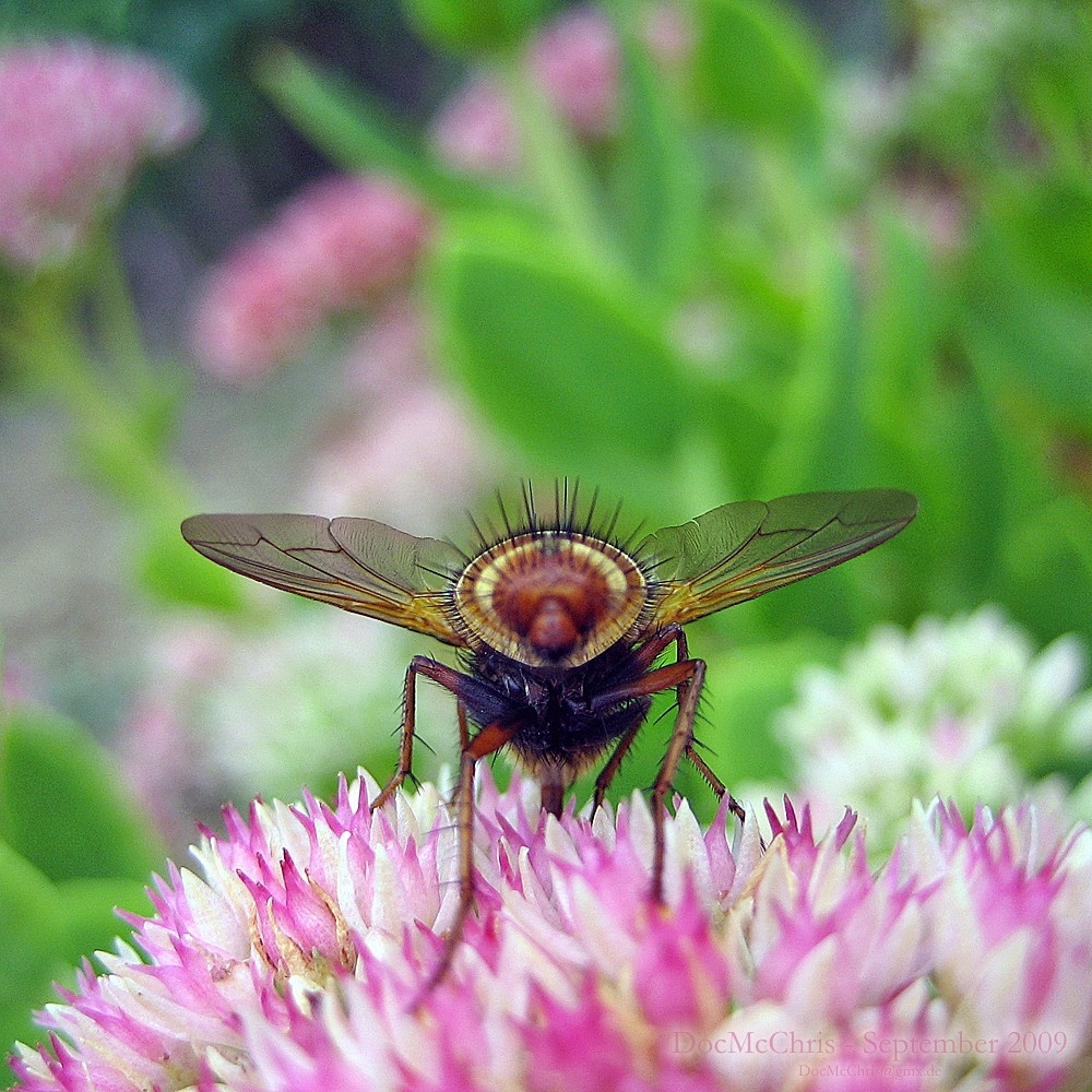 Igelfliege (Echinomyia fera)