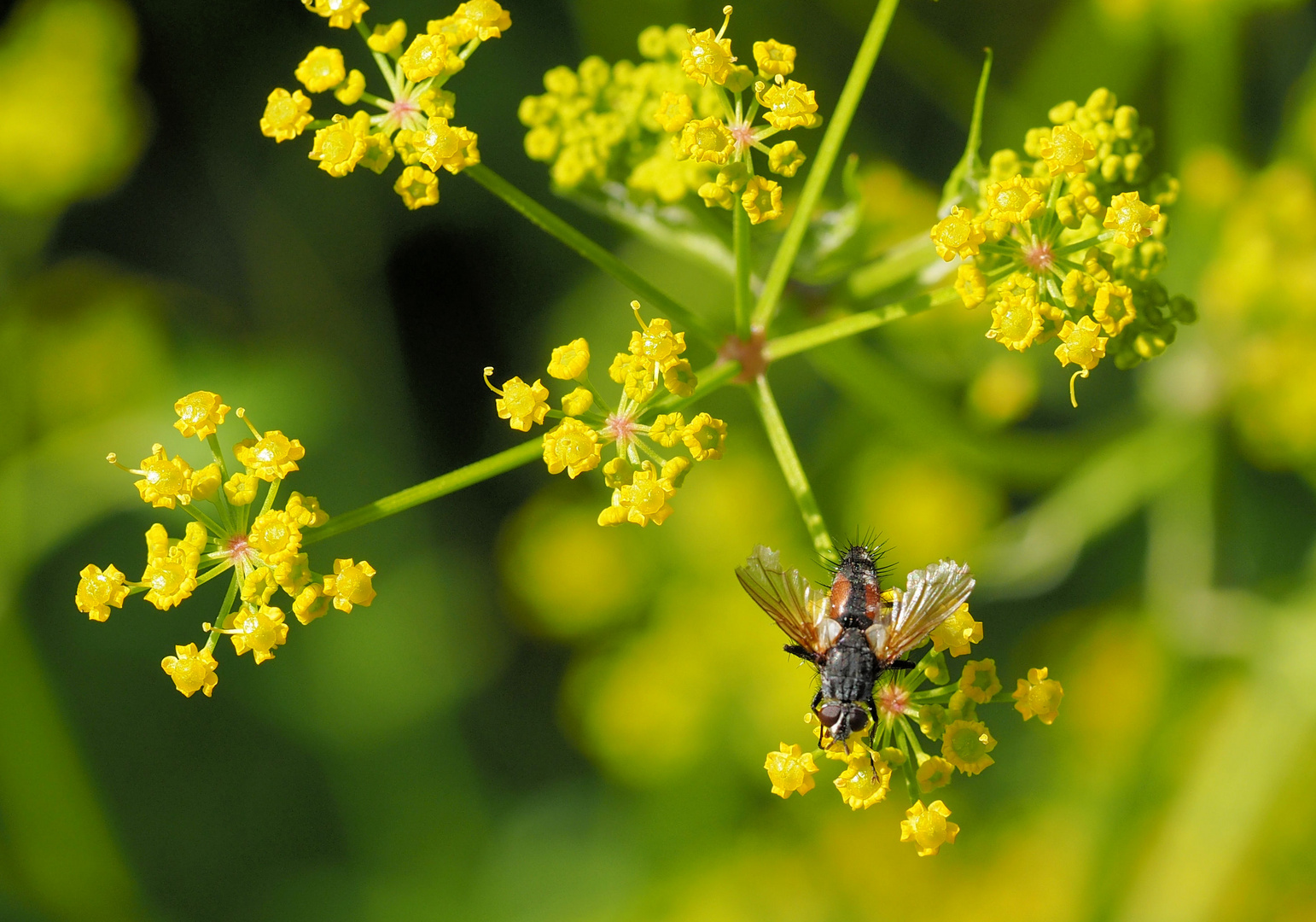 Igelfliege genießt die Sonne … 