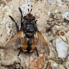 Igelfliege, gut getarnt. (Tachina fera) - Mouches des chenilles. 