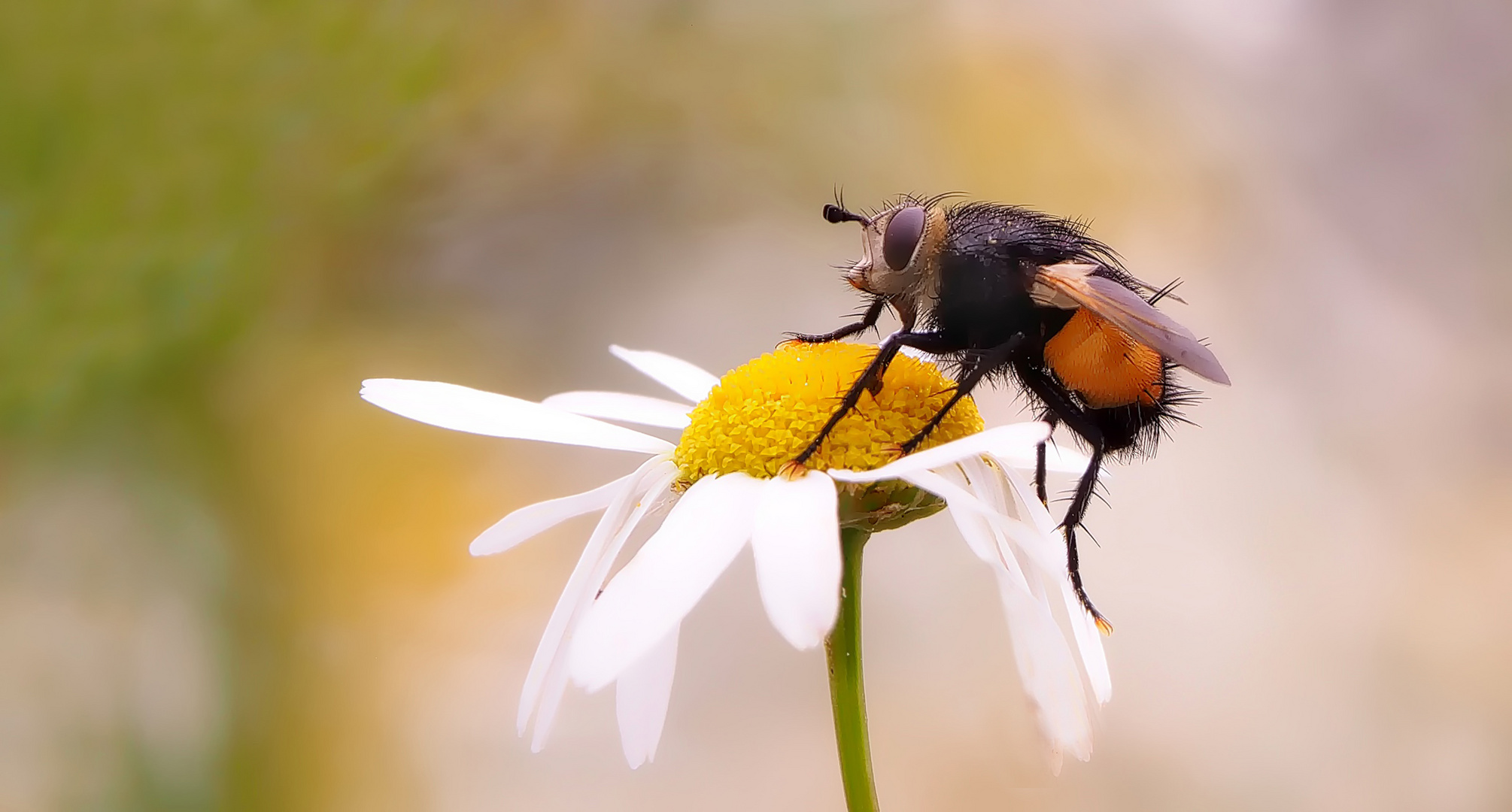 Igelfliege im Feldrain