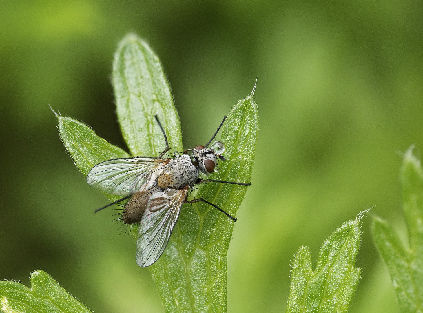 Igelfliege mit Tautropfen Makro aus 10 Aufnahmen