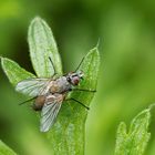 Igelfliege mit Tautropfen Makro aus 10 Aufnahmen