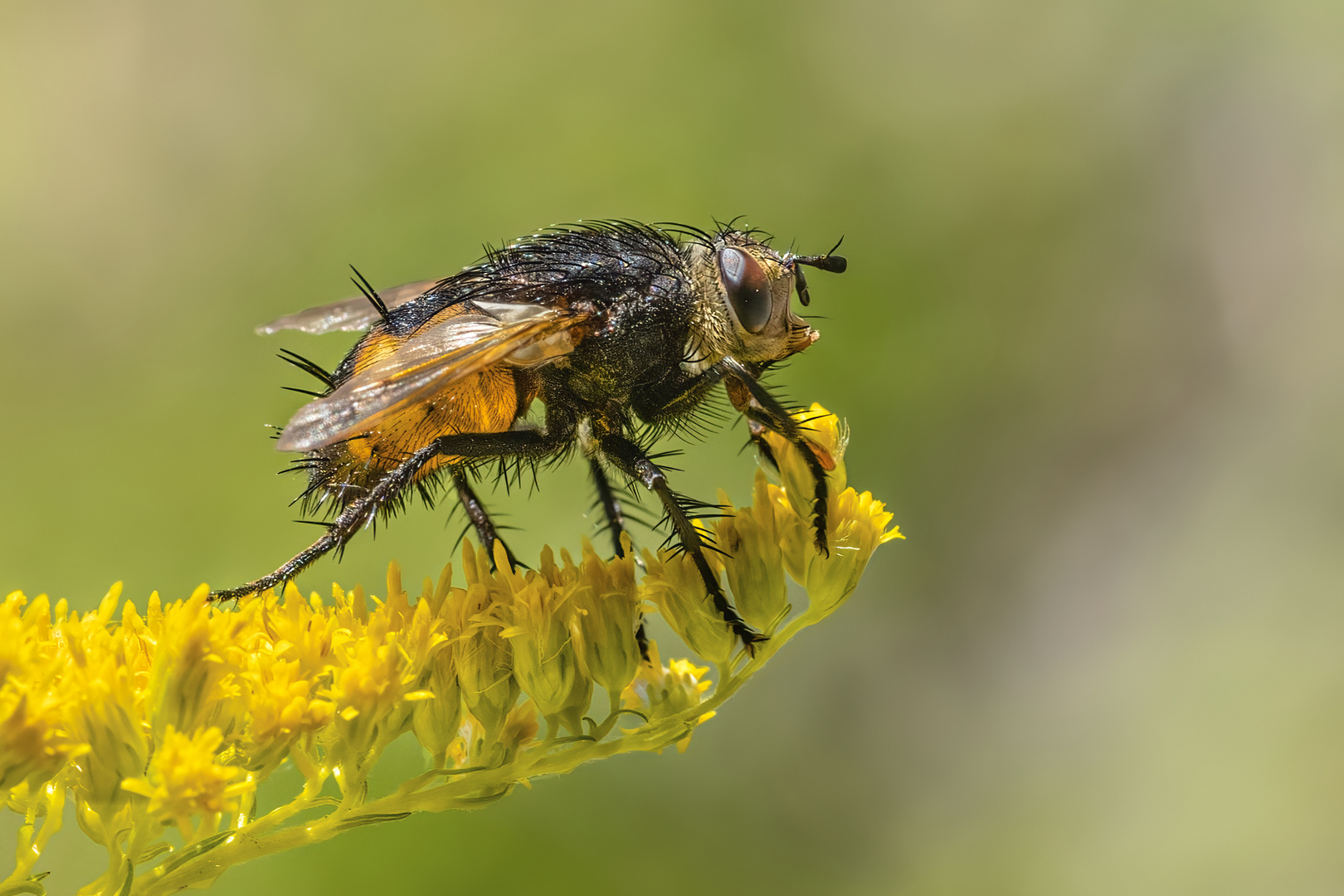 Igelfliege Raupenfliege