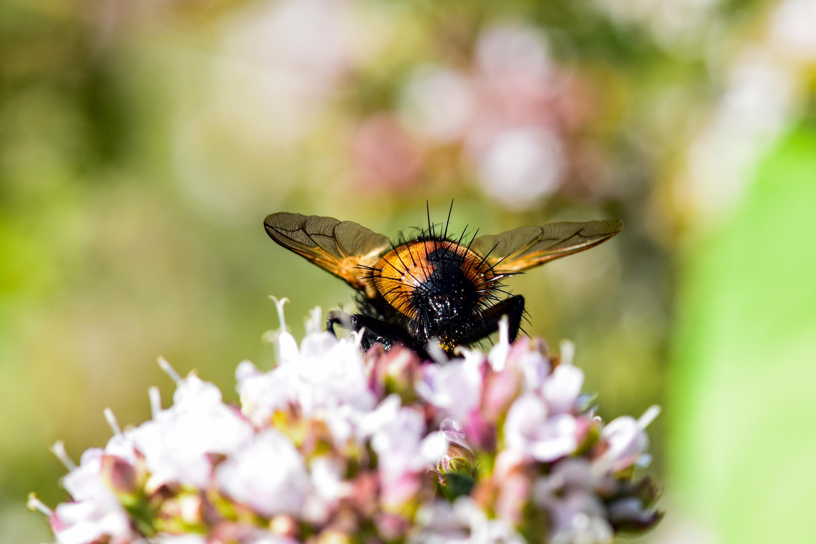 Igelfliege Stacheln