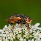 Igelfliege (Tachina fera) …