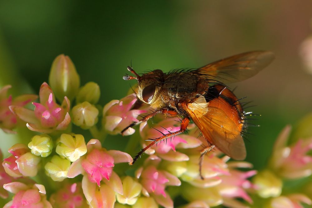 Igelfliege (Tachina fera)