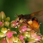 Igelfliege (Tachina fera)