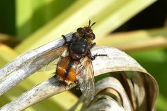 Igelfliege (Tachina fera)