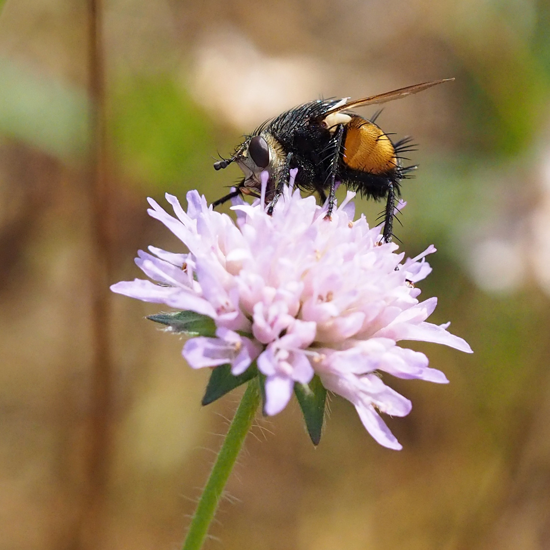 Igelfliege (Tachina fera)