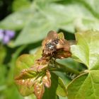 Igelfliege (Tachina fera)