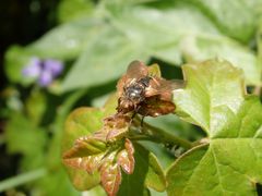 Igelfliege (Tachina fera)