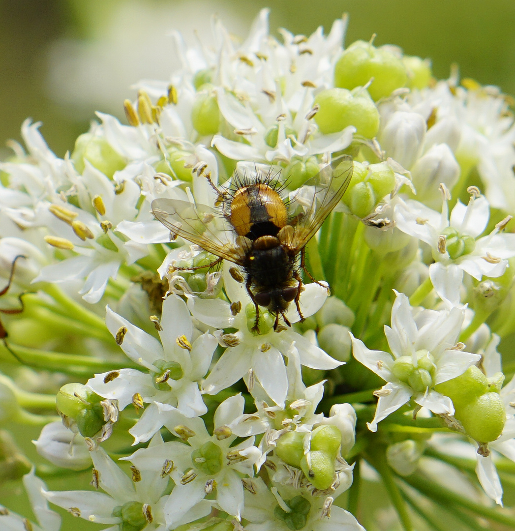 Igelfliege / Tachina fera 