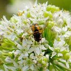 Igelfliege / Tachina fera 