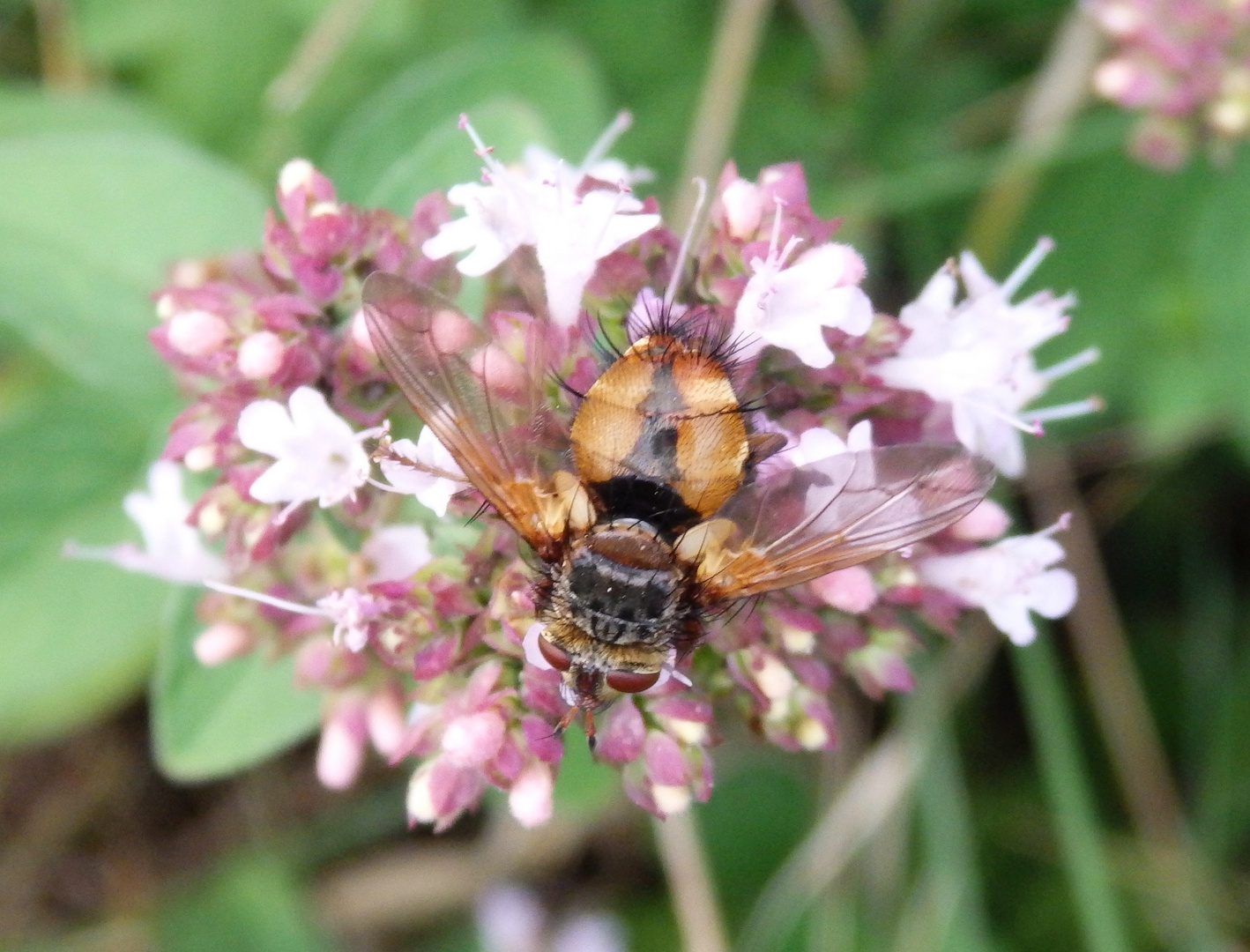 Igelfliege (Tachina fera)