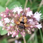 Igelfliege (Tachina fera)