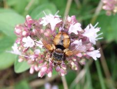 Igelfliege (Tachina fera)