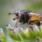 Igelfliege (Tachina fera)