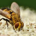 Igelfliege (Tachina fera)