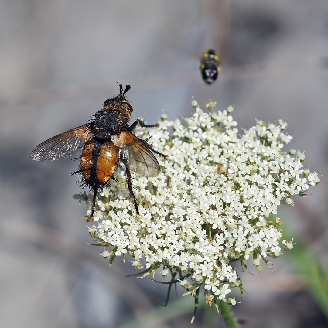 Igelfliege (Tachina fera) *